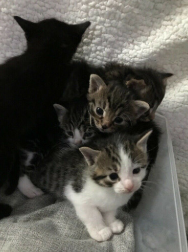 Beautiful Kittens  0