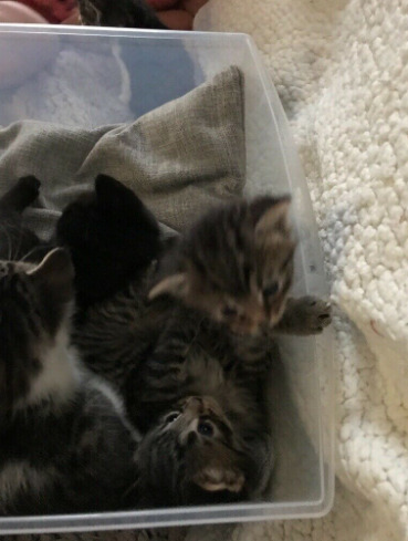 Beautiful Kittens  4
