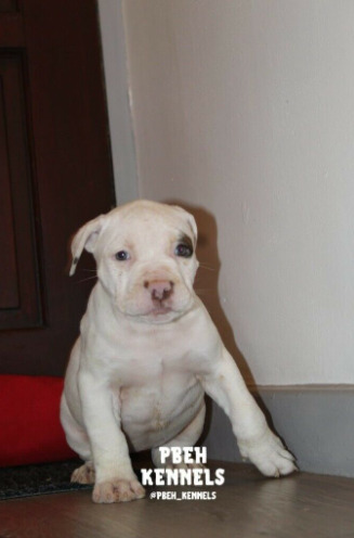American Bully Puppies  1