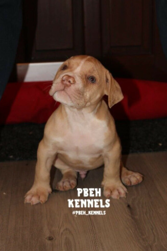 American Bully Puppies  3