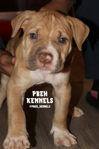 American Bully Puppies  2
