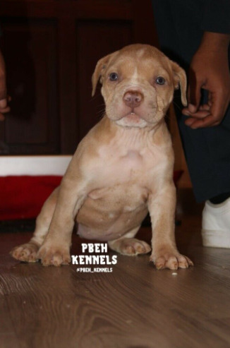 American Bully Puppies  4