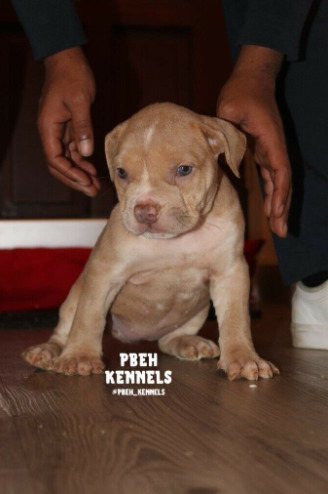 American Bully Puppies  6