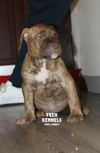 American Bully Puppies  5