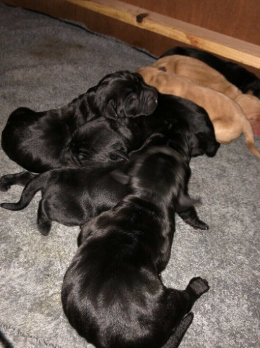 8 Cockerdor Puppies  4