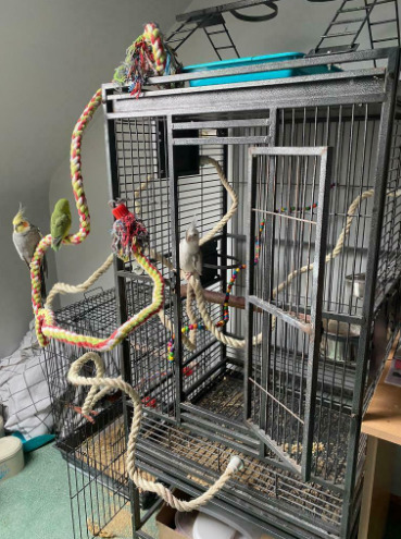 Cockatiels and Cage  1