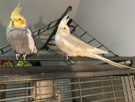 Cockatiels and Cage  3