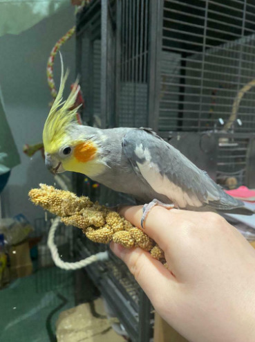 Cockatiels and Cage  4