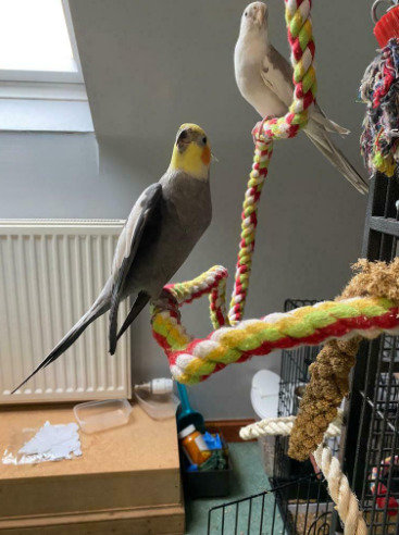 Cockatiels and Cage  6