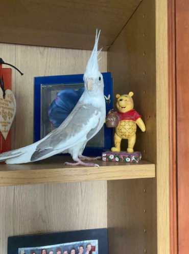 Cockatiels and Cage  8