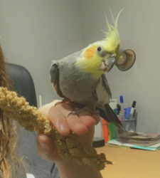 Cockatiels and Cage thumb-50626