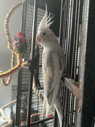 Cockatiels and Cage thumb 8