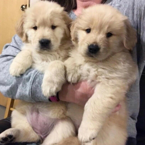 Golden Retriever Puppies for Sale  0