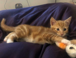Male Kitten Ready for Loving Home thumb-50638