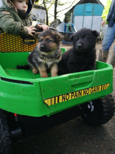 German Shepherd Pups  3