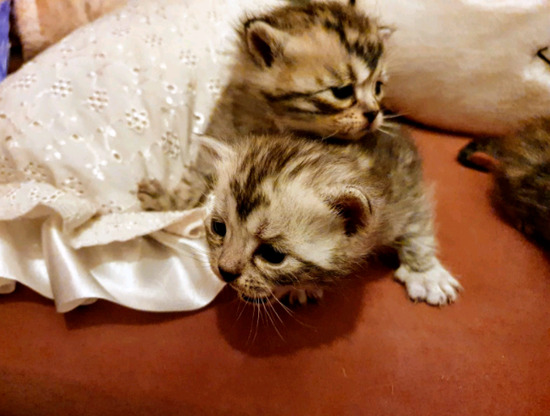 Stunning Bengal x Persian Kittens  1