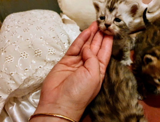 Stunning Bengal x Persian Kittens  3