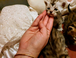 Stunning Bengal x Persian Kittens thumb-50684
