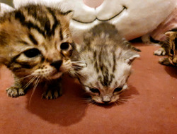 Stunning Bengal x Persian Kittens thumb 7