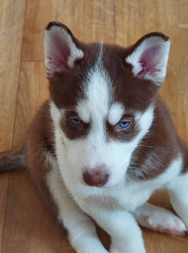 Husky Puppy. only 1 Puppy Left Brown and White Boy  0