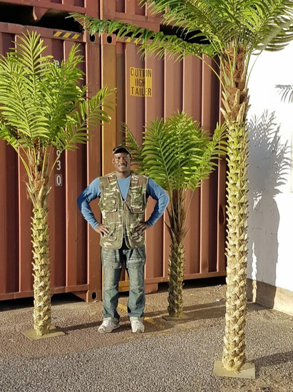 Palm Tree Hire Co  4