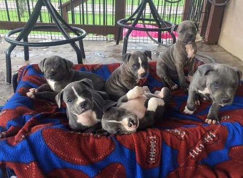 Blue Staffordshire Bull Terrier Puppies   0