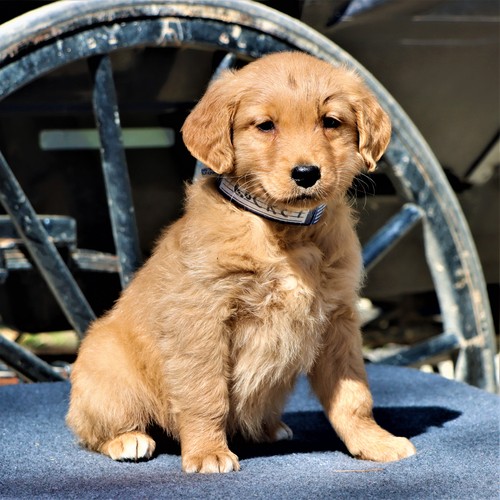 Golden retriever puppy for sale   0