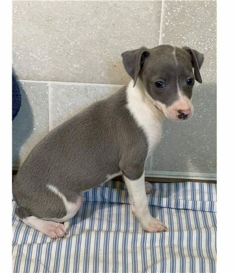 KC registered Italian Greyhound puppies for sale  0
