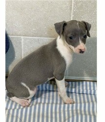 KC registered Italian Greyhound puppies for sale thumb 1