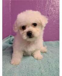 Pure White Bichon Frise puppies for sale thumb 5