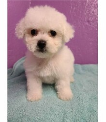 Pure White Bichon Frise puppies for sale thumb 1