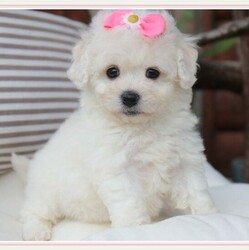 Pure White Bichon Frise puppies for sale thumb 6