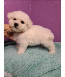 Pure White Bichon Frise puppies for sale thumb 4
