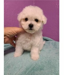 Pure White Bichon Frise puppies for sale thumb 3