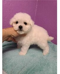 Pure White Bichon Frise puppies for sale thumb 2