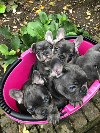 Beautiful French bulldog puppies for sale.  0
