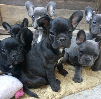 Beautiful French bulldog puppies for sale.  1