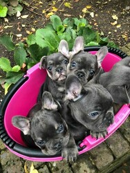 Beautiful French bulldog puppies for sale. thumb 1