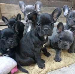 Beautiful French bulldog puppies for sale. thumb 2