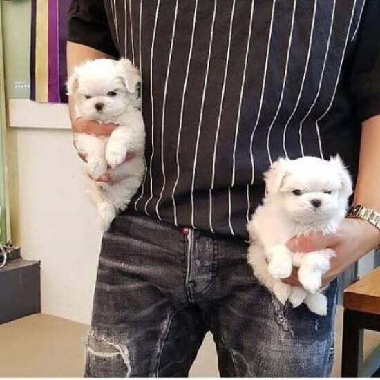 Ice White Maltese Puppies  1