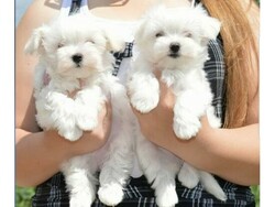 Ice White Maltese Puppies thumb 1