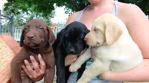 Stunning Registered Labrador Puppies   0