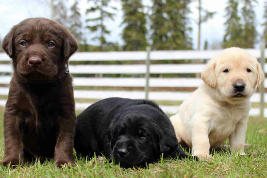 Stunning Registered Labrador Puppies   1