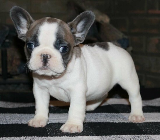  Purebred French and English bulldog puppies for sale  0