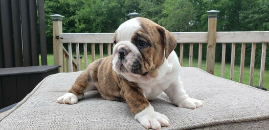  Purebred French and English bulldog puppies for sale  1