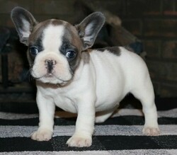  Purebred French and English bulldog puppies for sale thumb 1