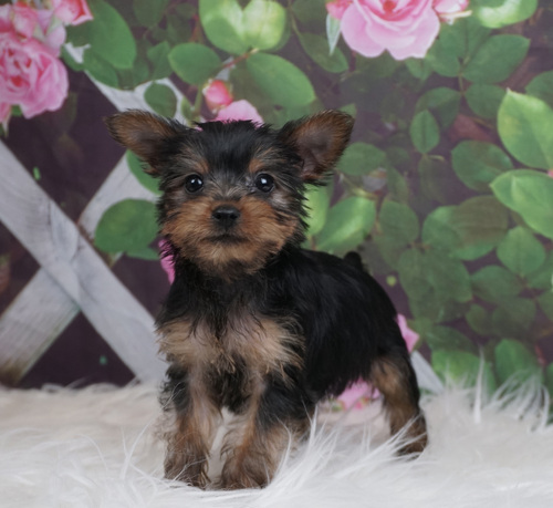 Yorshire Terrier  Puppies  0