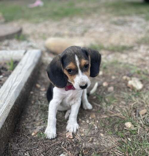 Beagle Puppies  0