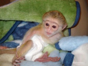 Adorable Capuchin Monkey  0