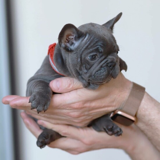 Stunning French Bulldog puppies  1